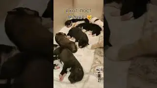 Персик 