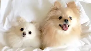 My Micro / Teacup Pomeranians & Bahamas Vacation Cruise