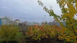 Осень золотая/Всё будет хорошо!