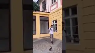 Утята прыгают с крыши😱