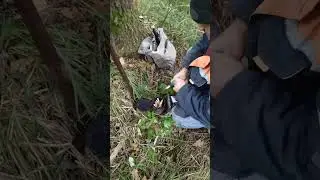 Кормление пчёл в колодах