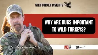 WTI: Why are bugs important to wild turkeys?