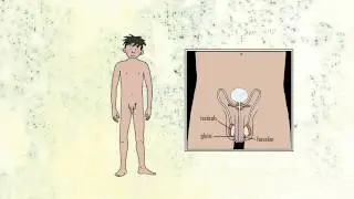 Spring Fever- Male genitals and first ejaculation (education)