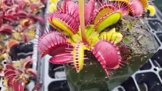 How to feed Venus flytraps
