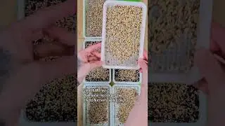Fox Farm Ocean Forest vs Hydroponics for Microgreens🌱