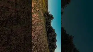 Дети кукурузы...