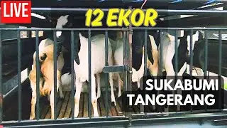 LIVE PENGIRIMAN 12 EKOR KAMBING ETAWA KE JAWA BARAT