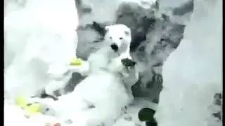 Экзотический вкус