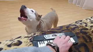 Стафф убийца поёт под пианино))