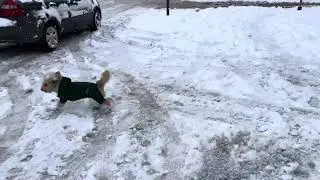 Mayanı az qalsın maşın vurmuşdu