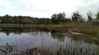 Онацьківські лебеді