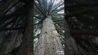 вотель