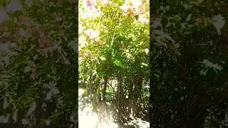 Ang daming bulaklak#lilim #bulaklak #viralvideo #shortvideo