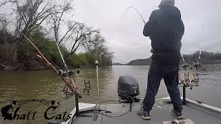 We Got This Catfish Out Of A Tree