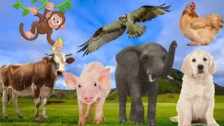 Learn about animals: - Elephant, cow, dog, chicken, pig - Animal sounds