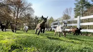 32 baby goat morning stampede