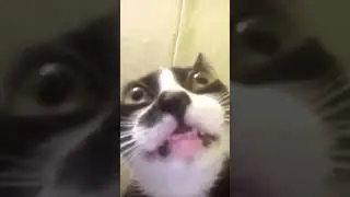 #приколы