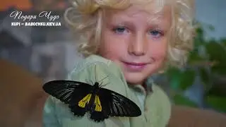 как вырастить  бабочку дома