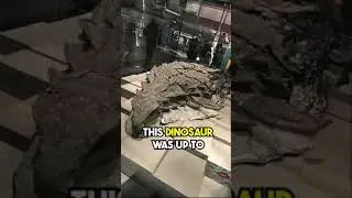Amazing Discovery of Armored Dinosaur/ Best Discovery of time