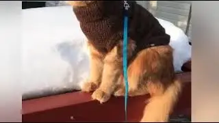 Приближение весны кружит голову)