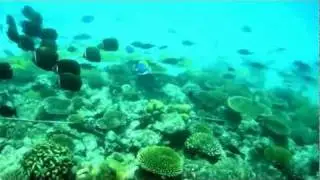 Meeru, Maldives.  Snorkeling & Diving