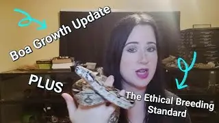 Boa Growth Update PLUS the Ethical Breeding Standard! 🐍