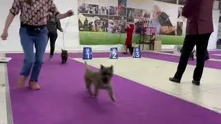 Выставка собак пород 3 группы ранга САС + Speciality 27.03.2022