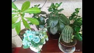 Хонаки гуллар // Хона гуллари // Hona gullari // Honaki gullar 🥰🌹🌹🌹🌹🌸