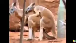 Mating Madness !!! Dogs Monkeys Cats Elephants MATING