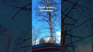 Спилил сухую сосну #арбористика #удалениедеревьев #arborist #рубодуб #shorts