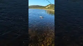 Ловим горбушу на нересте
