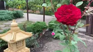 Роза Штёртебекер / Rosa Stoertebeker