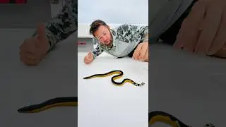 Deadly Sea Snake Found 100 Miles From Shore
