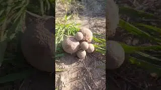 Ядра