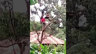 GUAVA TREE