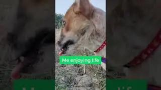 From Playful Pup to Studious Student  Debby's Adventure!
