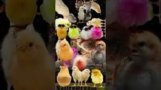 CHIP CHIP SONG  