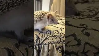 Внимание! Вас понюхали!