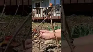 Free Plant Supports using fallen branches