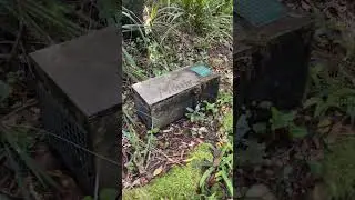 New Zealand Catching Invasive Predators