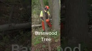 Basswood Tree 