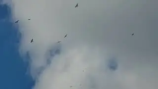 Birds