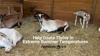 3 Things To Help Goats Thrive In Extreme Summer Temperatures