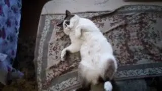 Охреневший кот Вася