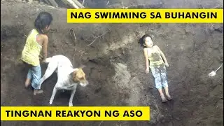 Tingnan Sa Aso sa Loob ng Butas