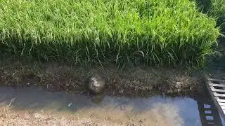 "LUMBUNG PADI" INDRAMAYU