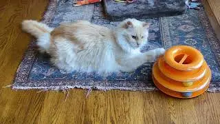 Barney Cat gets to know his new Tower of Tracks toy