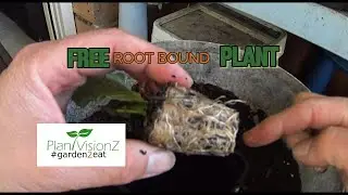 Setting a root bound plant free