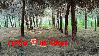 Кипр 🇨🇾 Жизнь на Кипре 😄 Грибы 🍄 на Кипре