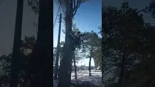 Пилим деревья любой сложности